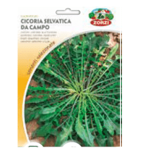 Sementi "Cicoria" - Zorzi Hortusì