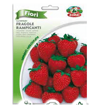 Sementi "Fragole rampicanti" - Zorzi Hortusì