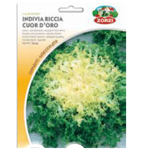 Sementi "Indivia riccia cuor d'oro" - Zorzi Hortusì