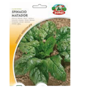 Sementi "Spinacio Matador" - Zorzi Hortusì